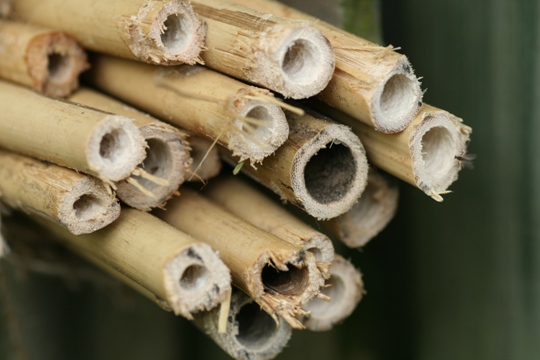 Bamboo canes to house bees