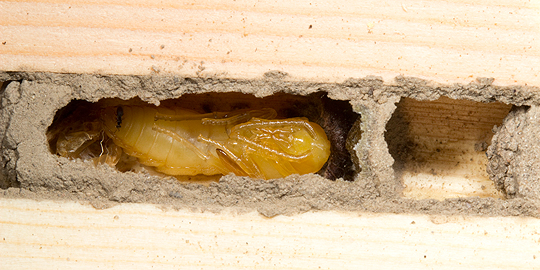 Wasp pupa in a bee hotel
