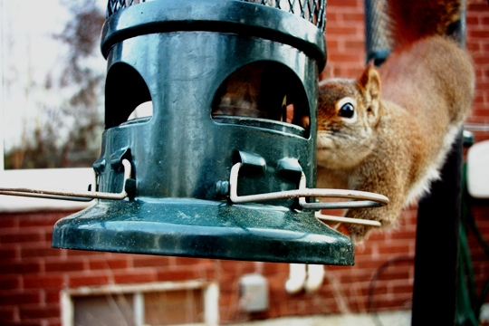 squirrel yoga