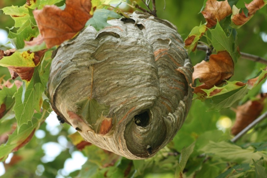 bald faced hornets nest