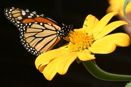 Monarch butterfly with tithonia
