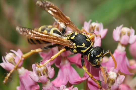 Polistes dominula is an invasive species