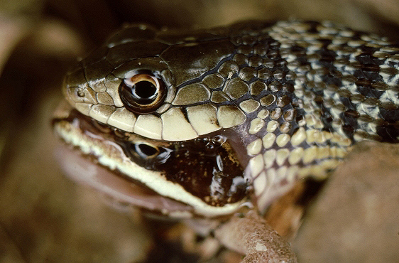 Garter snake eating a wood frog