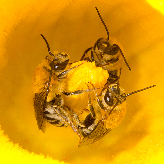 Squash bees
