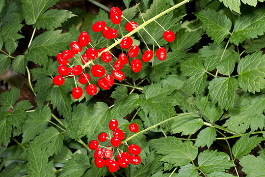 Actaea rubra berries