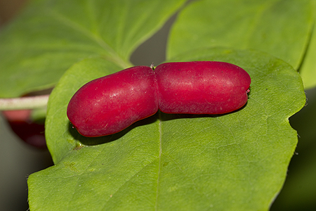 Berries of Lonicera canadensis
