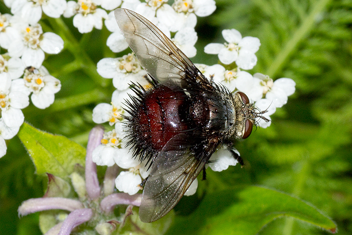 Yarrow with tachinid fly
