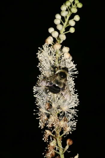Actaea racemosa with bee