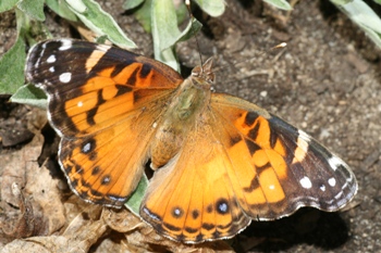 America painted lady