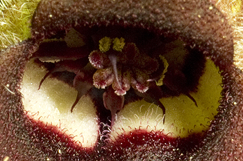 Close up of wild ginger flower