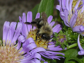 aster with bee