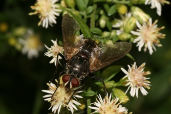 Aster ericoides with Tachinid fly