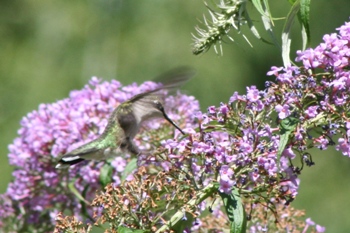 Hummingbird on butterfly bush