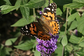 Buddleia with painted lady butterfly