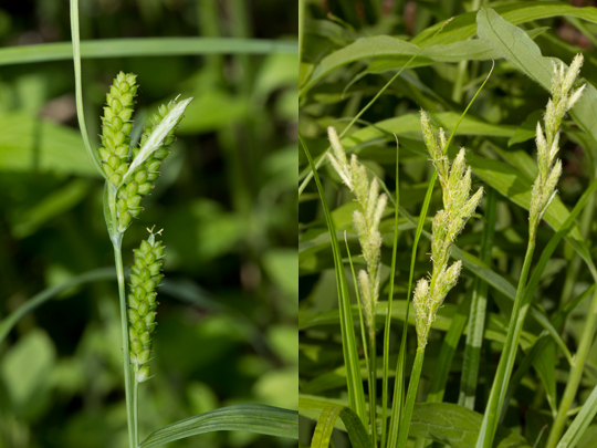 Carex flowers picture 1