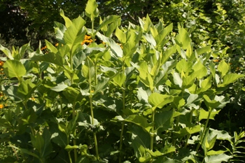 Cupplant leaves