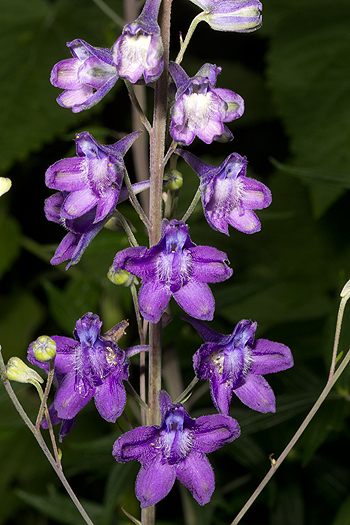 Delphinium flowerhead