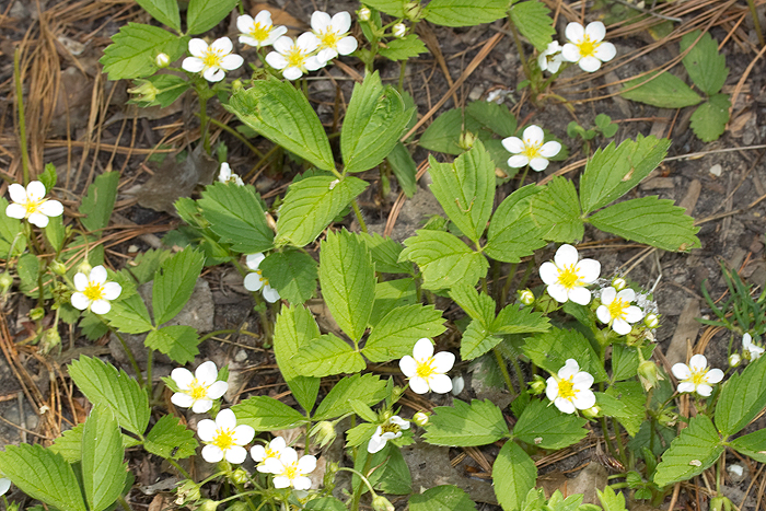 Fragaria with leaves