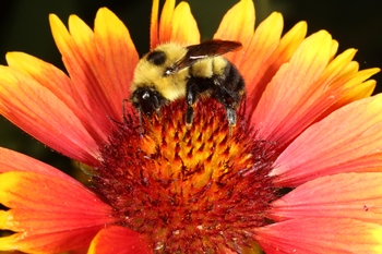 Gaillardia pulchella with bumblebee