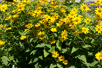 Heliopsis helianthoides - The straight speces