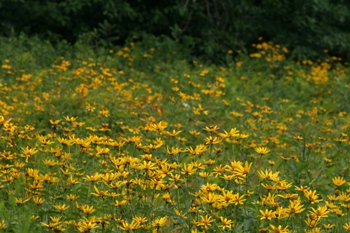 Heliopsis in meadows