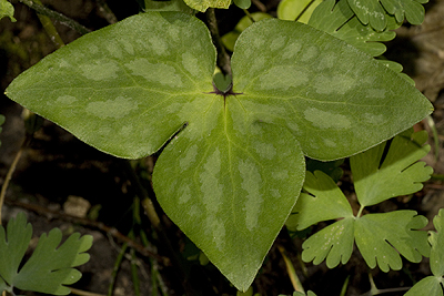 Hepatica acutiloba has pointed  leaves