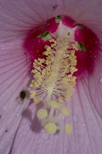 Hibiscus moscheutos reproductive parts