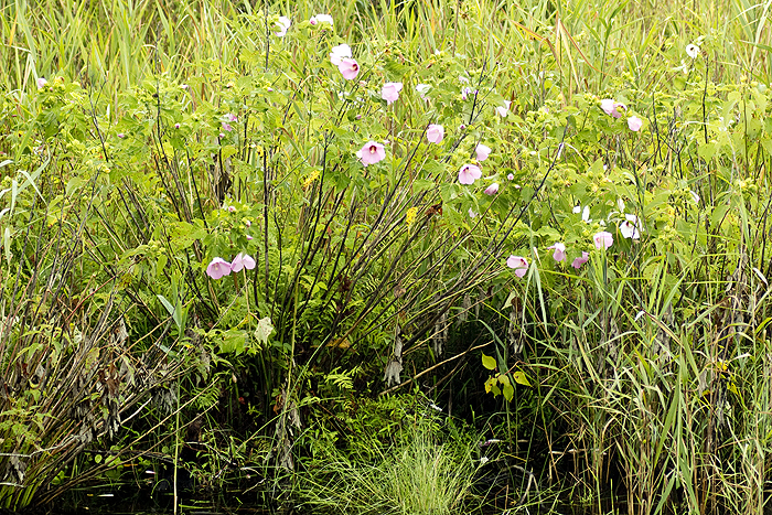 Hibiscus moscheutos growing in swamps