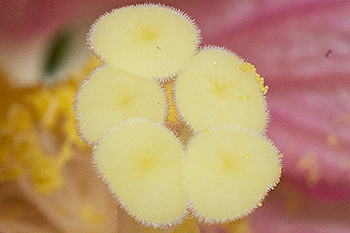 Hibiscus stigma with pollen