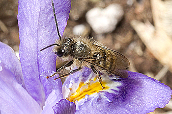Iris with mason bee