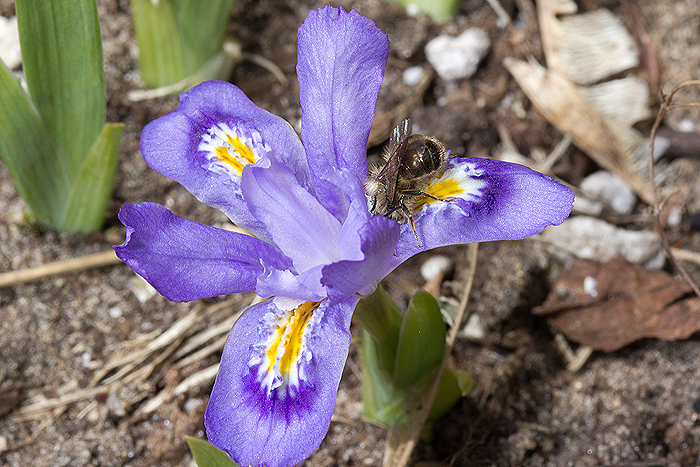 Iris pollinated by Osmium