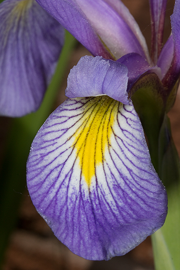 Iris versicolor signal