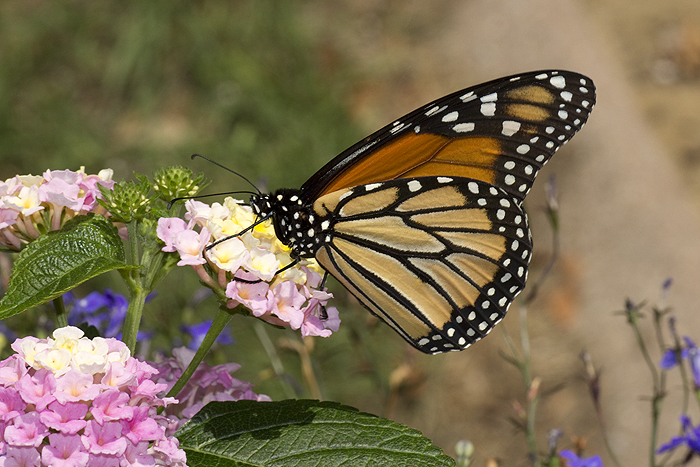Lantana with Monarch butterfly
