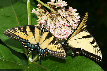 Milkweed with swallowtails