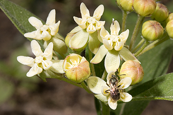 Flowers of dwarf milkweed are availablew for early season bees