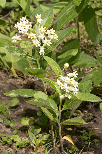 Dwarf milkweed flowers at only 8 inches high.
