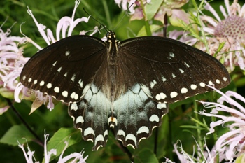 Monarda with spicebush swallowtail