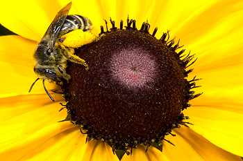 Rudbeckia hirta with pollinating bee