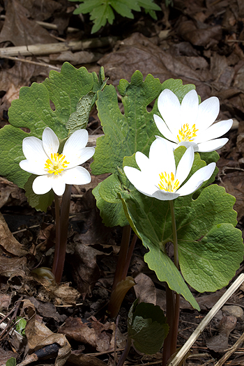 A flower goes with each Bloodroot leaf