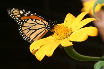 Tithonia with monarch