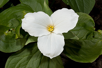 Flower of trillium grandiflorum