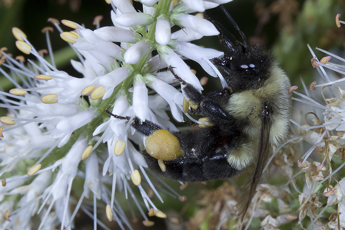 Veronicastrum with bumblebee