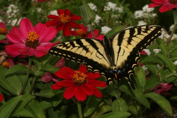 Zinnia with tiger swallowtail butterfliy
