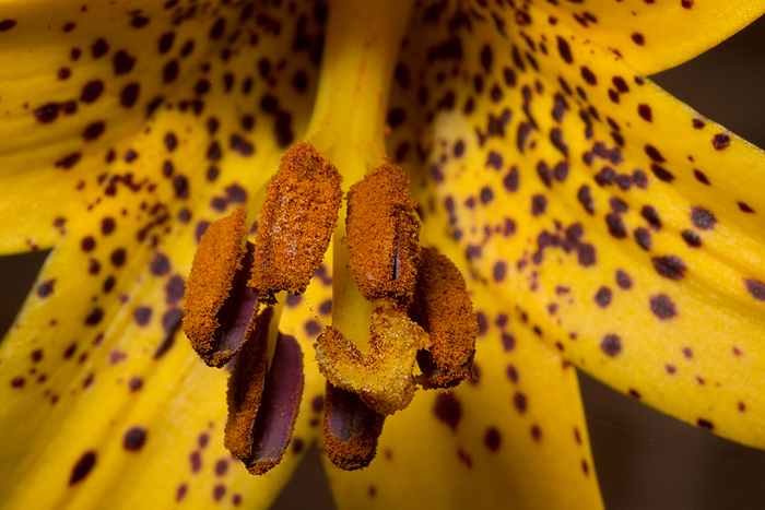 Close up of Lilium stamens