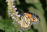 Monarch with agastache