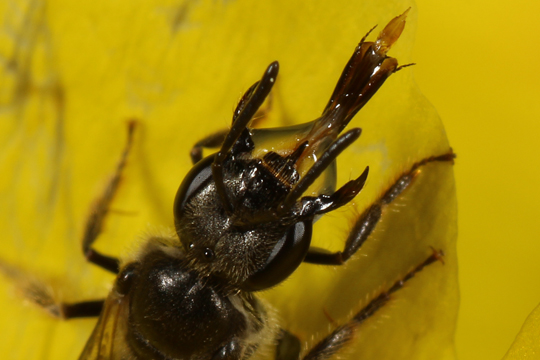 Bee regurgitates nectar