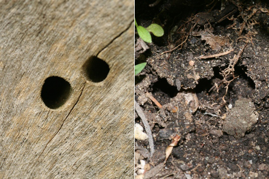 Holes for bees in trees and in the ground