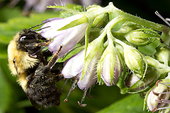 Viriginia waterfleaf is popular with bumblebeees