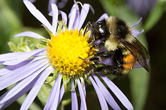 Aster with bumblebee