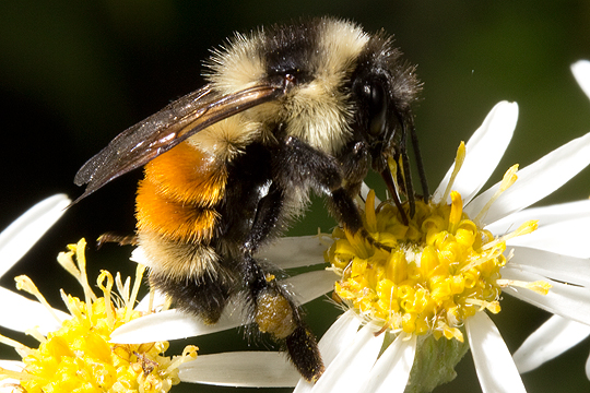 Bombus ternarius, the tri-coloured bee feeds on open flowers with its short tongue